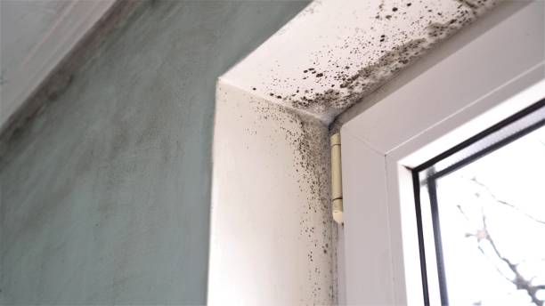Best Commercial Mold Remediation in Petal, MS