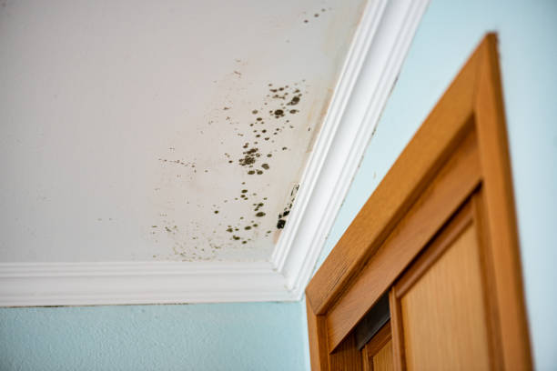 Best Black Mold Remediation in Petal, MS