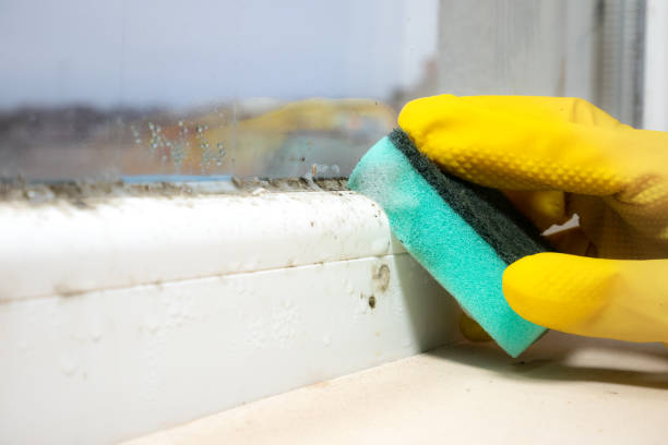 Best Kitchen Mold Remediation in Petal, MS