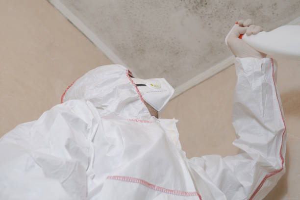 Best Industrial Mold Remediation in Petal, MS