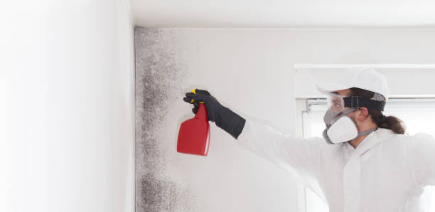 Best DIY Mold Remediation Support Services in Petal, MS