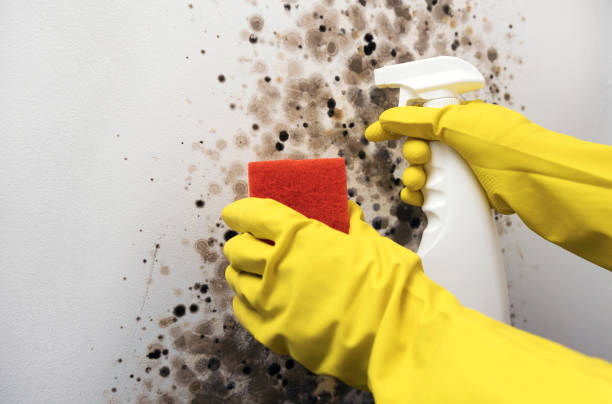 Best Bathroom Mold Remediation in Petal, MS
