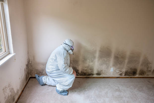 Best Insurance-Related Mold Remediation in Petal, MS