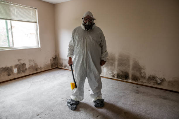 Best Post-Flood Mold Remediation in Petal, MS