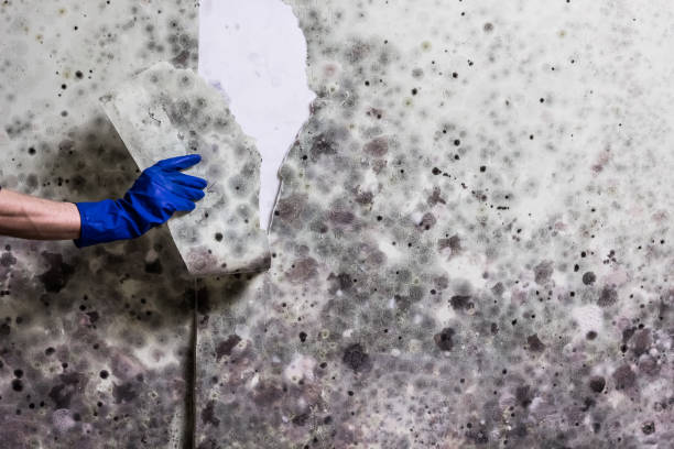 Best Industrial Mold Remediation in Petal, MS