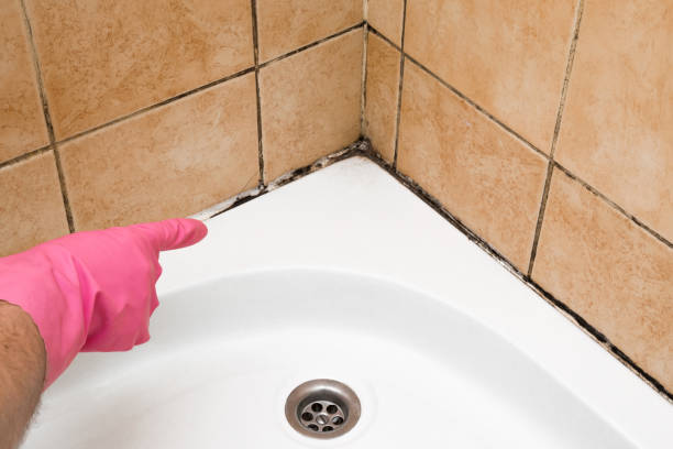Best Kitchen Mold Remediation in Petal, MS